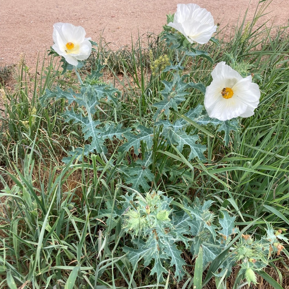 Meet your Posher, Billi